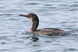 Brandt's Cormorant